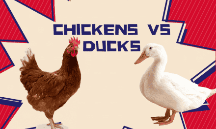 Chickens vs Ducks – You decide in the Discourse