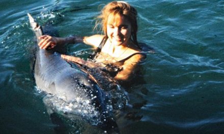 A Dolphin Called Jock by Melody Horrill