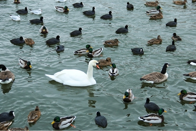 Gympie Duck Pond